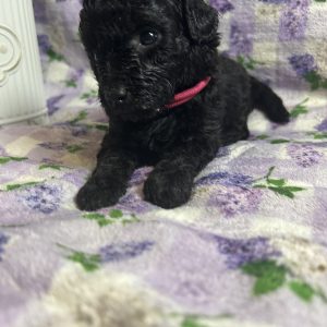 Toy poodles