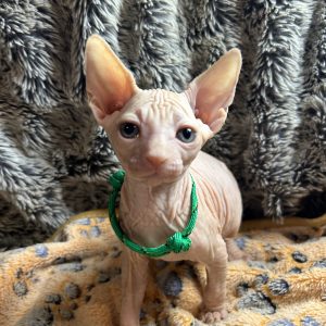 Sphynx kittens