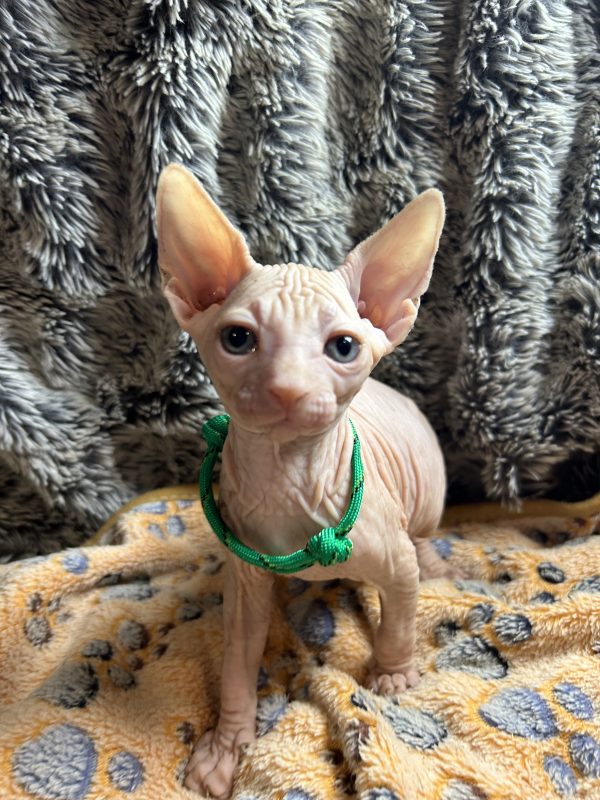 Sphynx kittens