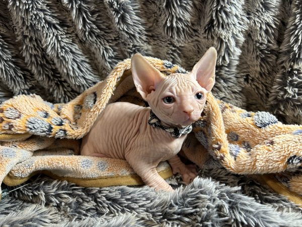 Sphynx kittens - Image 3
