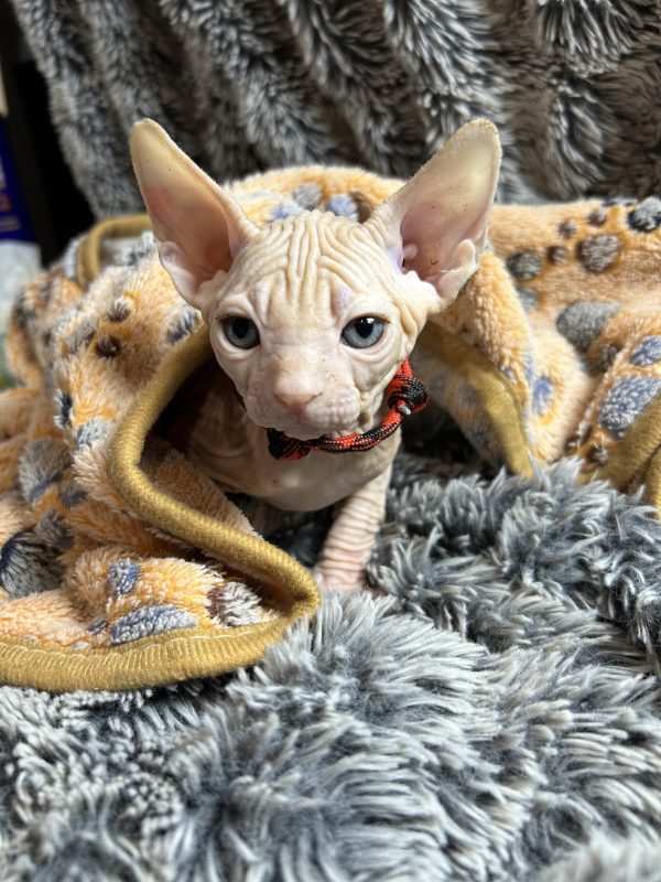 Sphynx kittens - Image 2