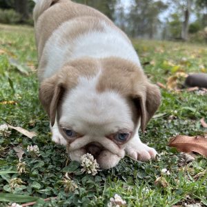 Fawn chocolate panda girl long hair